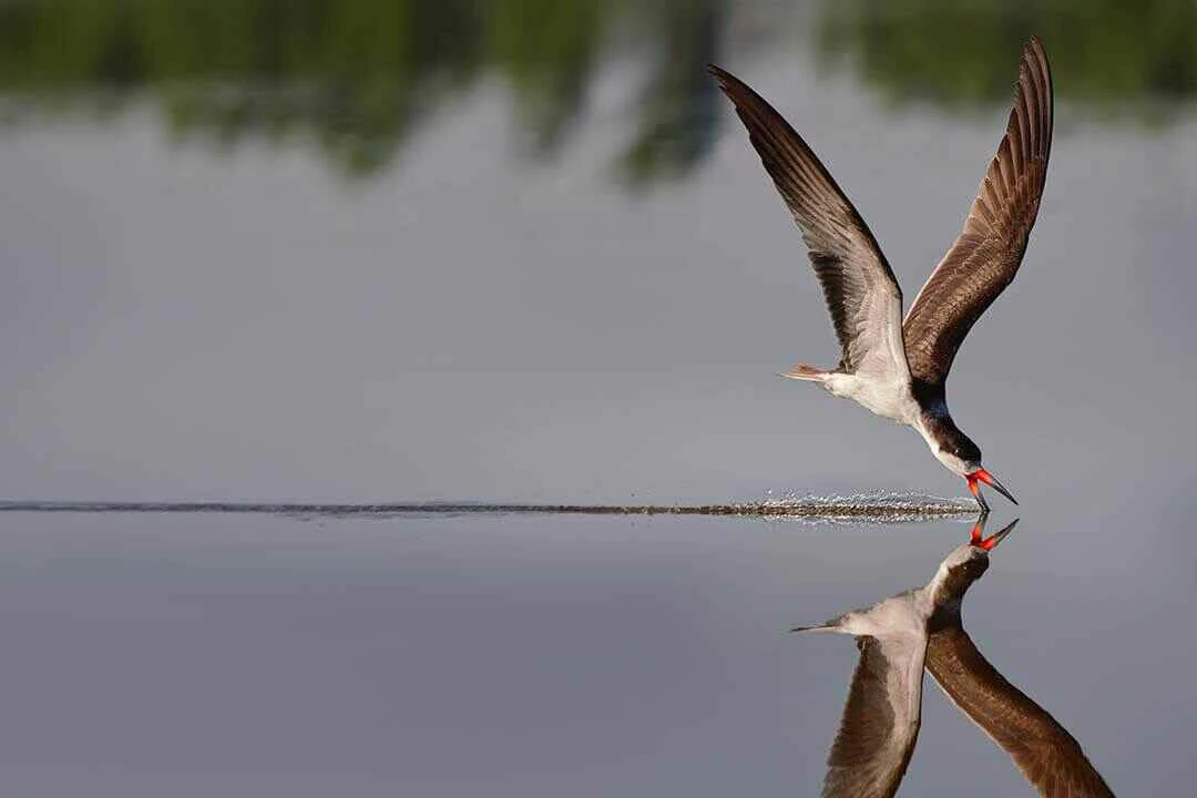 African Skimmer bird